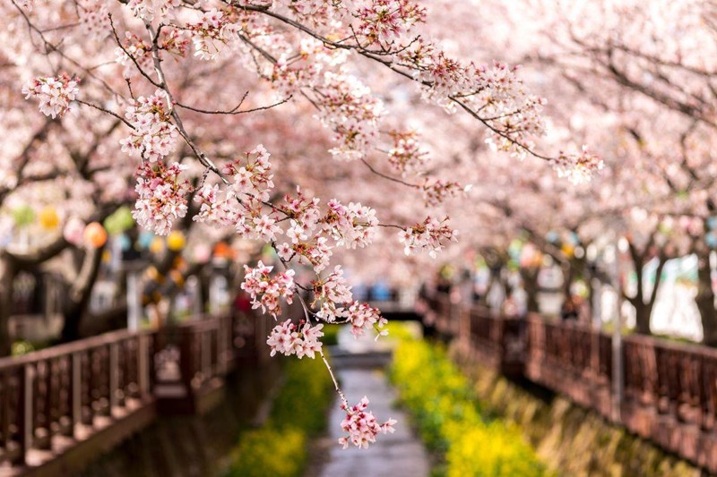 Цветение сакуры в Японии – праздник Ханами